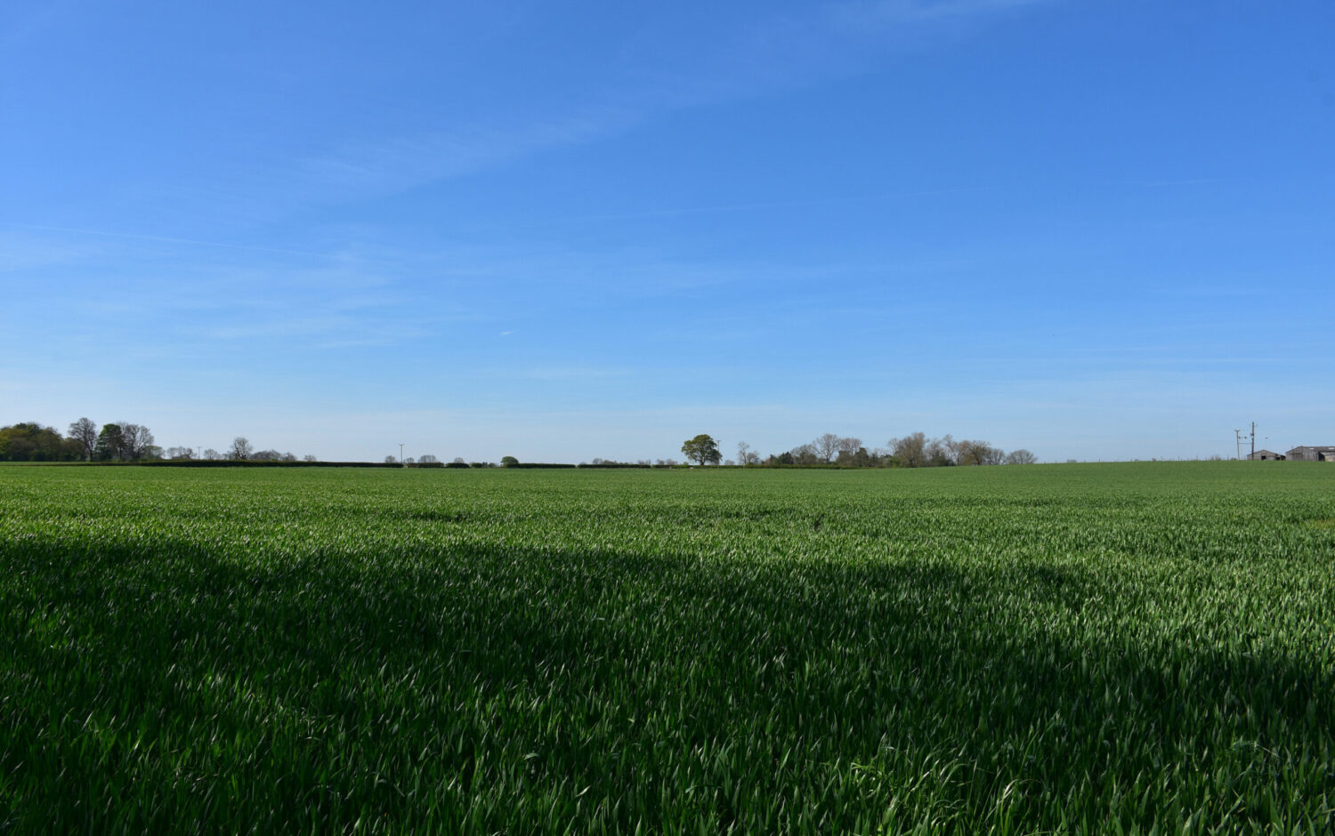 Gorgeous Lush Green Farmland Vast green field under a clear blue sky, with scattered trees and distant structures in the background