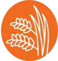 Wheat plant