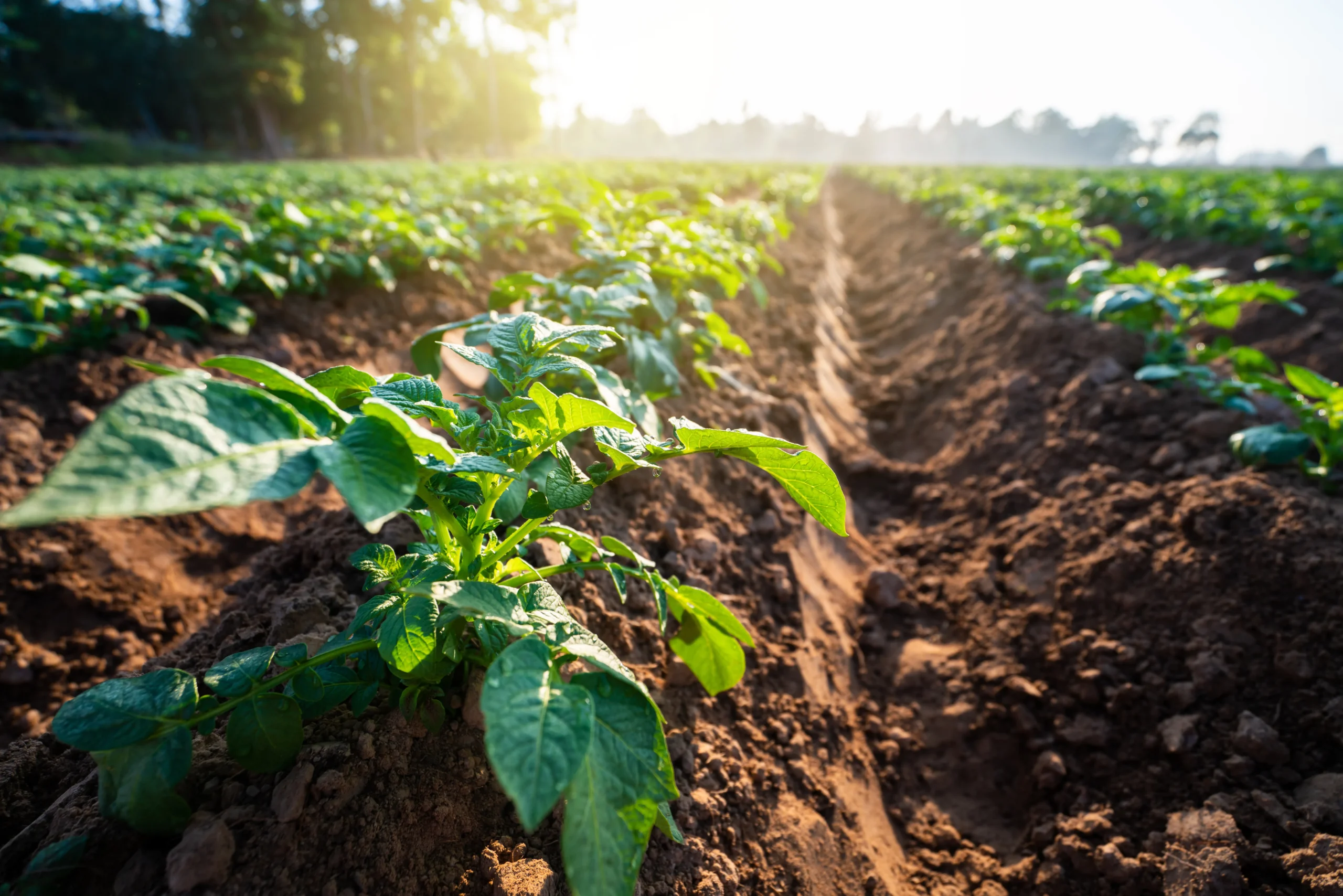 Close-up of vibrant green potato plants growing in well-tilled soil, illuminated by morning sunlight in a vast field